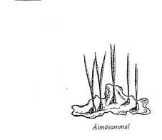 Description: Äimäsammal