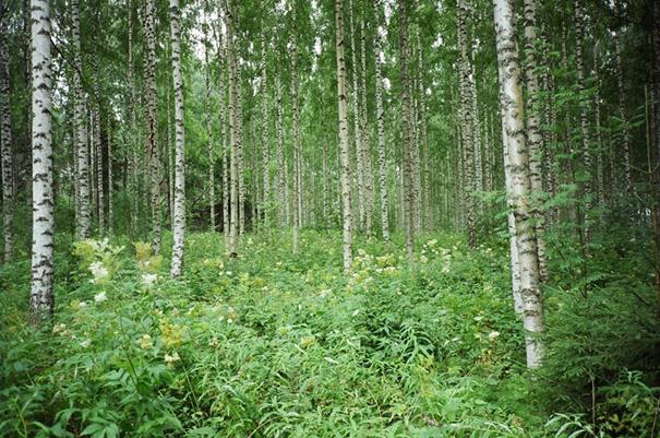 Description: Koivut