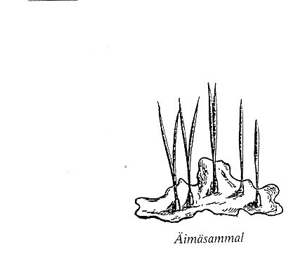 Description: Äimäsammal